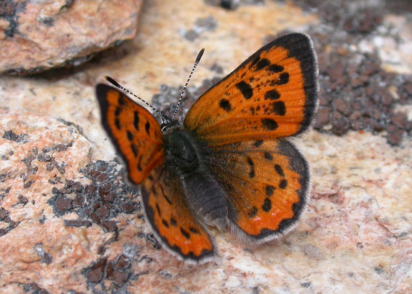 Lustrous Copper