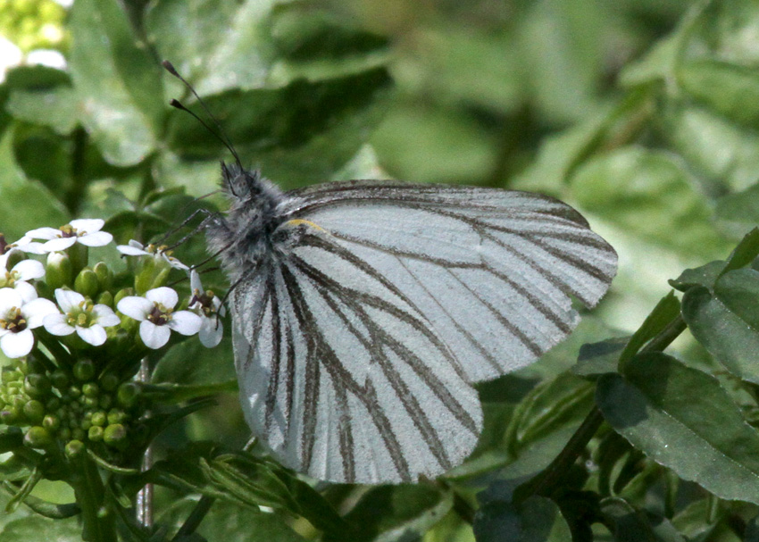 Margined White