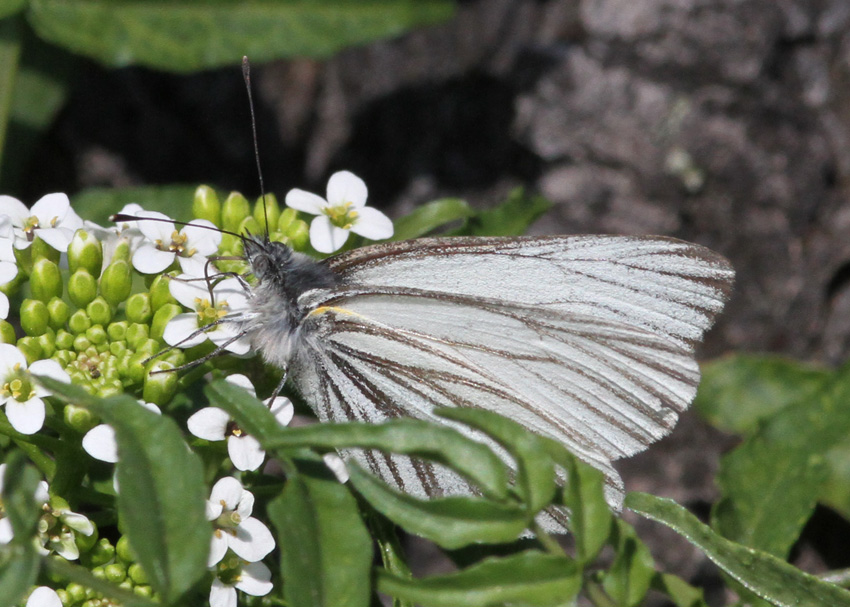 Margined White