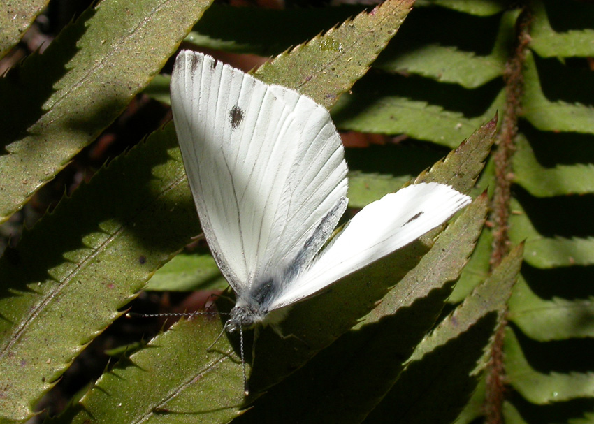 Margined White