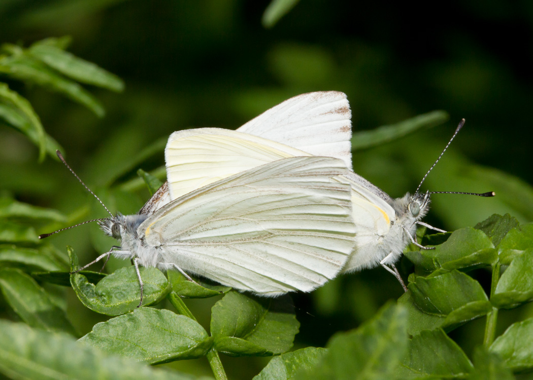 Margined White