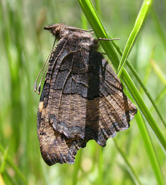 Milbert's Tortoiseshell