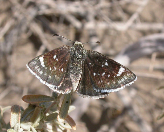 Mohave Sootywing
