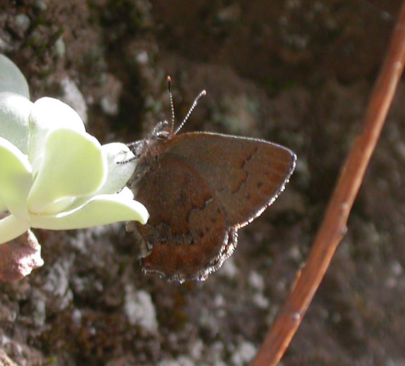 Moss' Elfin