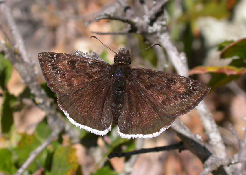 Mournful Duskywing