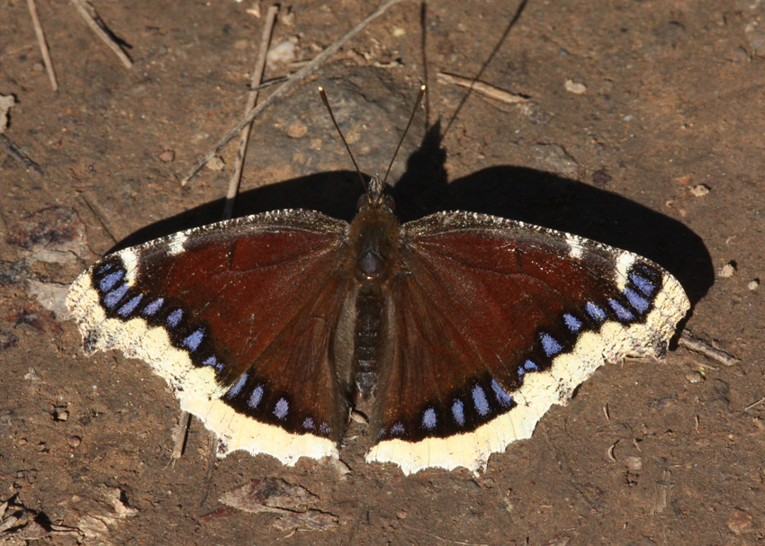 Mourning Cloak