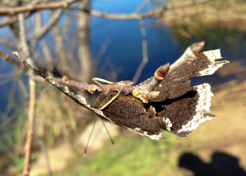 Mourning Cloak