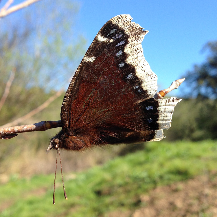 Mourning Cloak