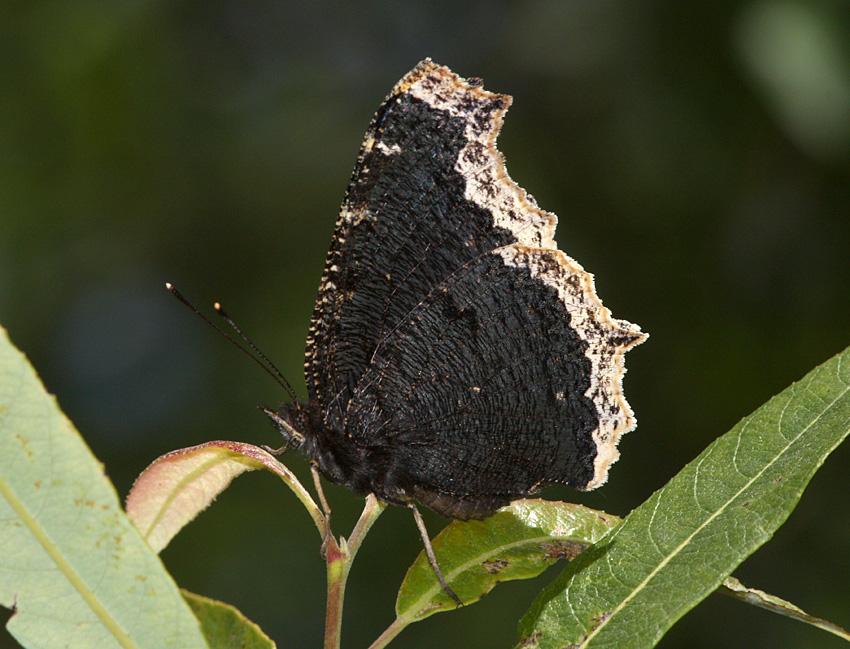 Mourning Cloak