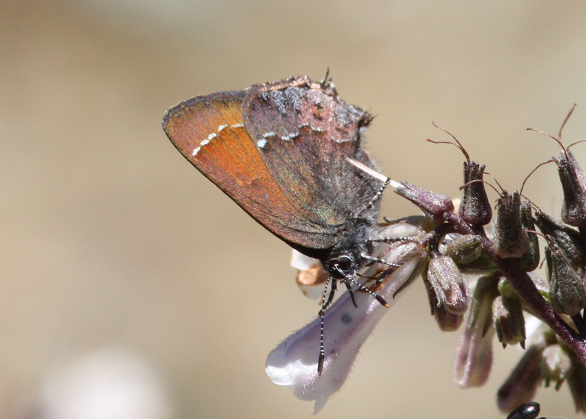 Muir's Hairstreak