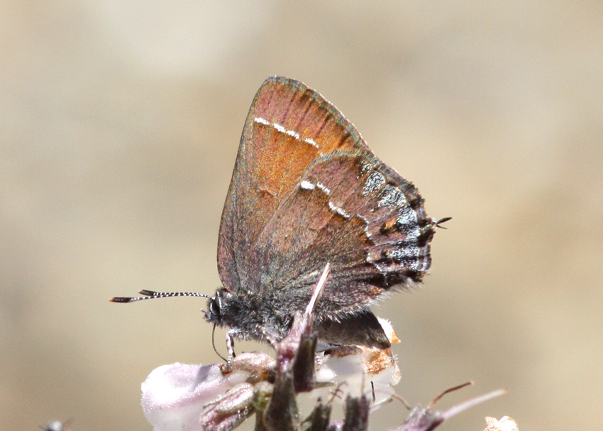 Muir's Hairstreak