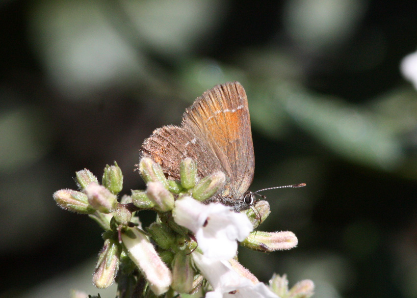 Muir's Hairstreak