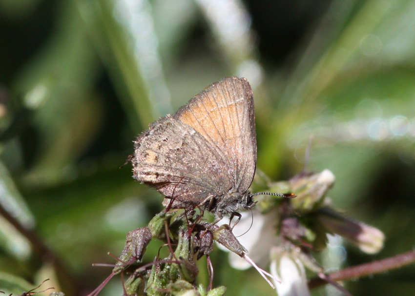 Muir's Hairstreak