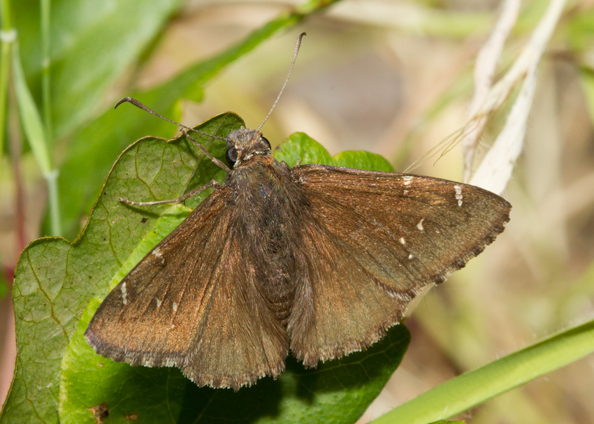 Northern Cloudywing