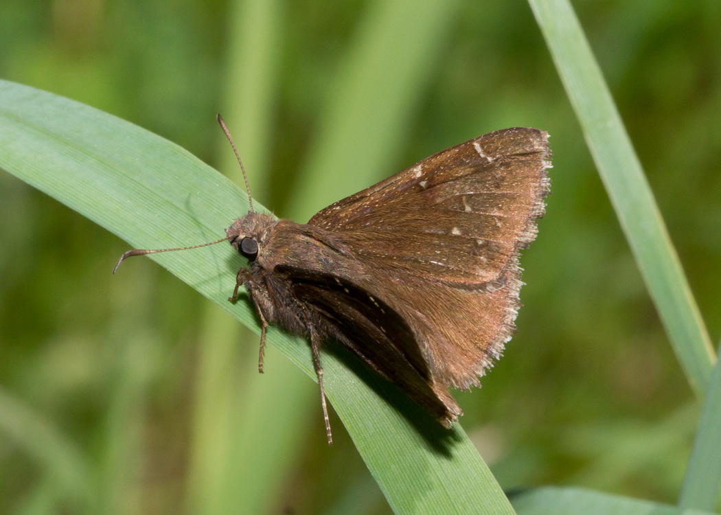 Northern Cloudywing