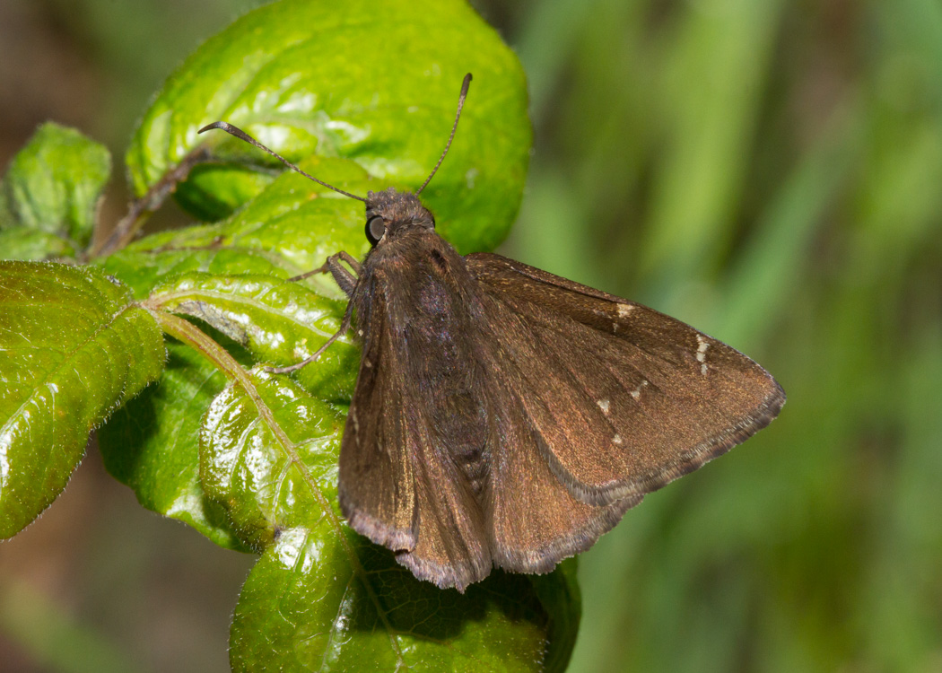 Northern Cloudywing