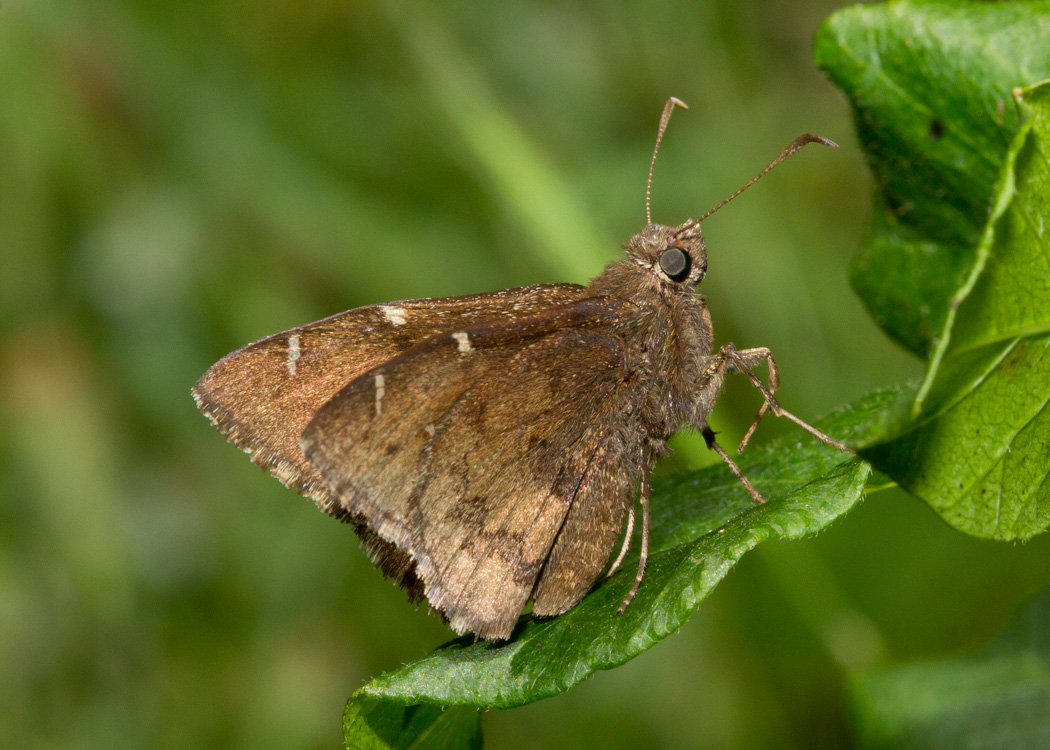 Northern Cloudywing