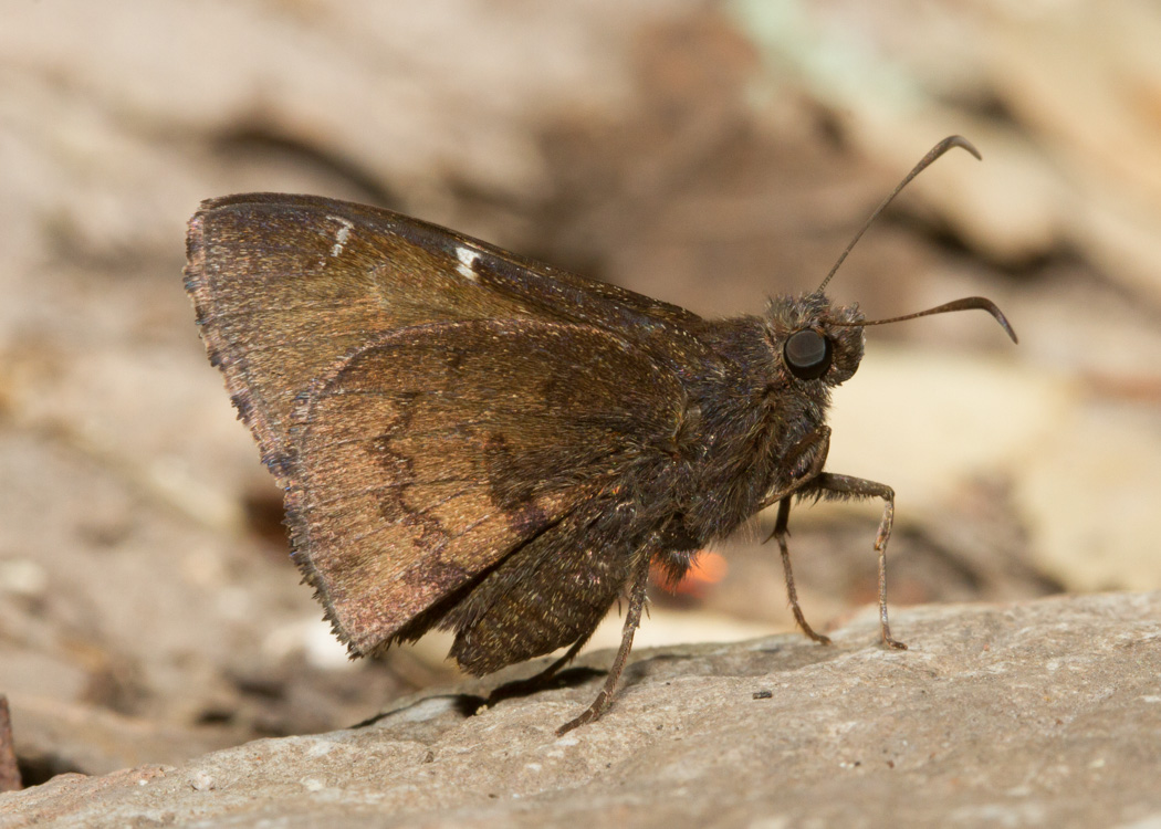 Northern Cloudywing