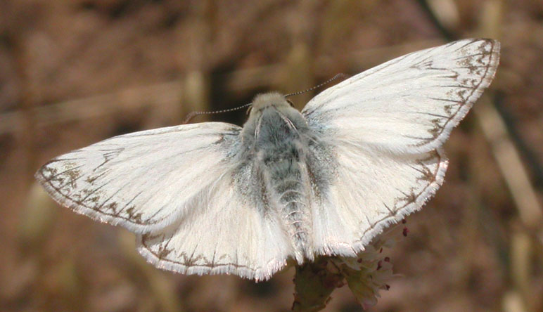 Northern White-Skipper