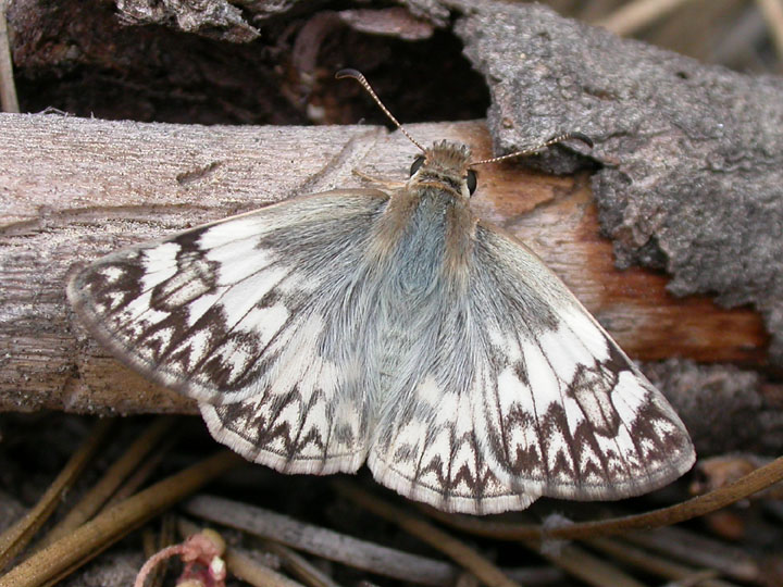 Northern White-Skipper