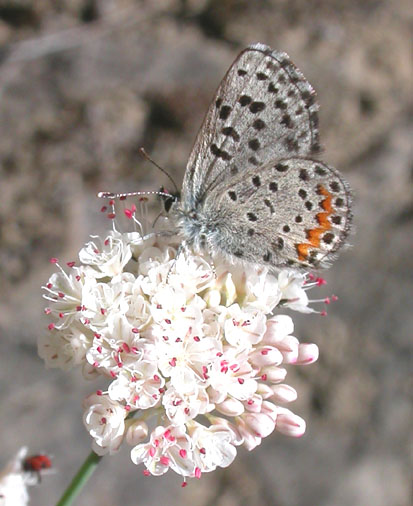 Pacific Dotted-Blue