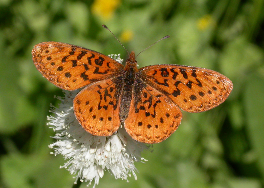 Pacific Fritillary