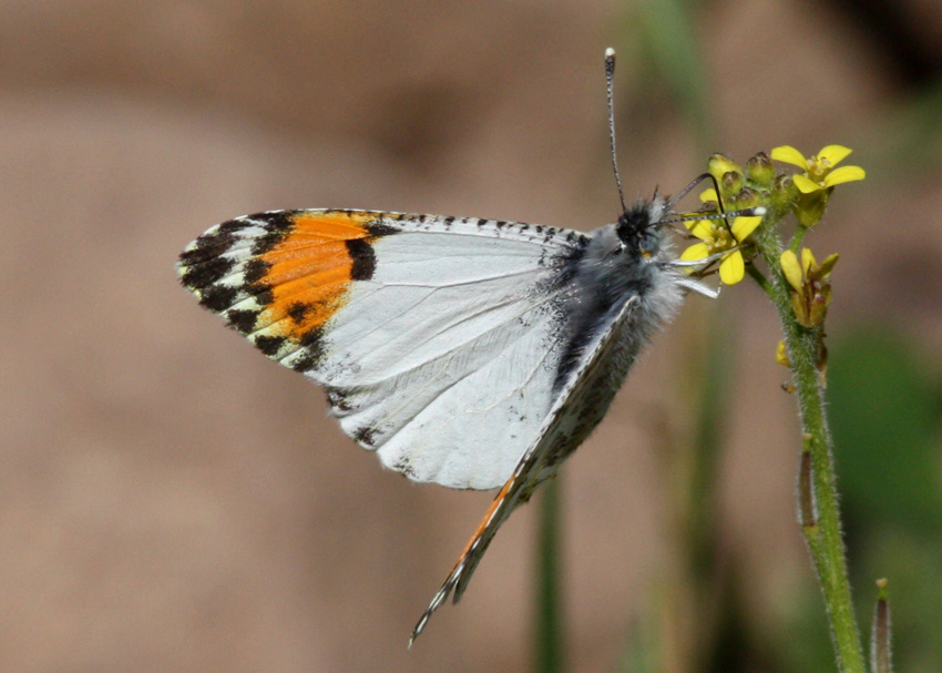 Pacific Orangetip