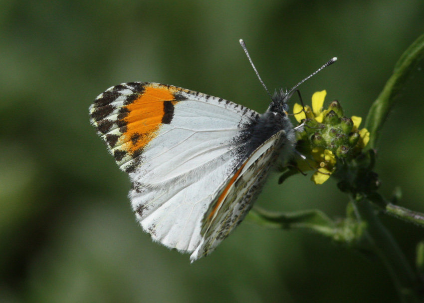 Pacific Orangetip