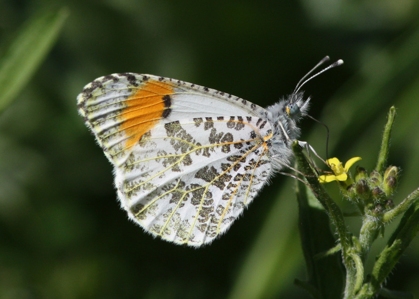 Pacific Orangetip