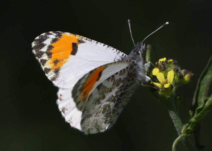 Pacific Orangetip