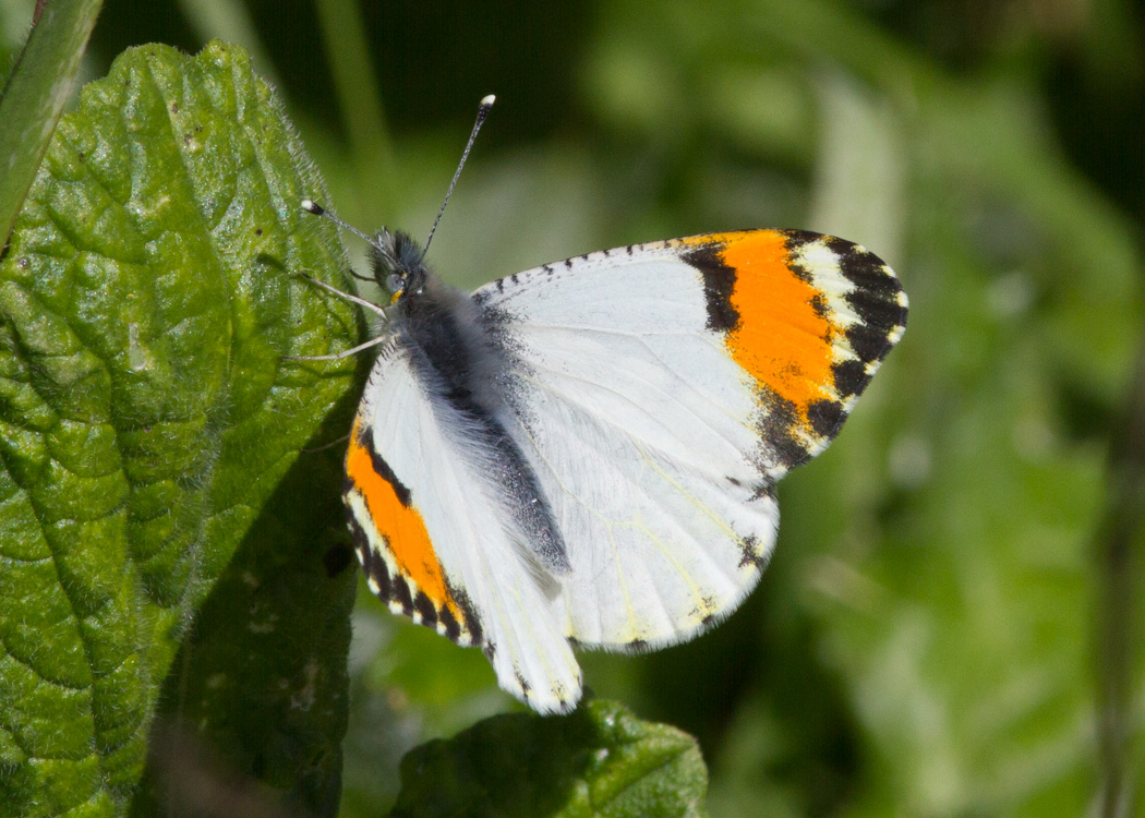 Pacific Orangetip