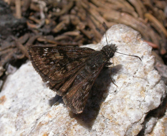 Pacuvius Duskywing
