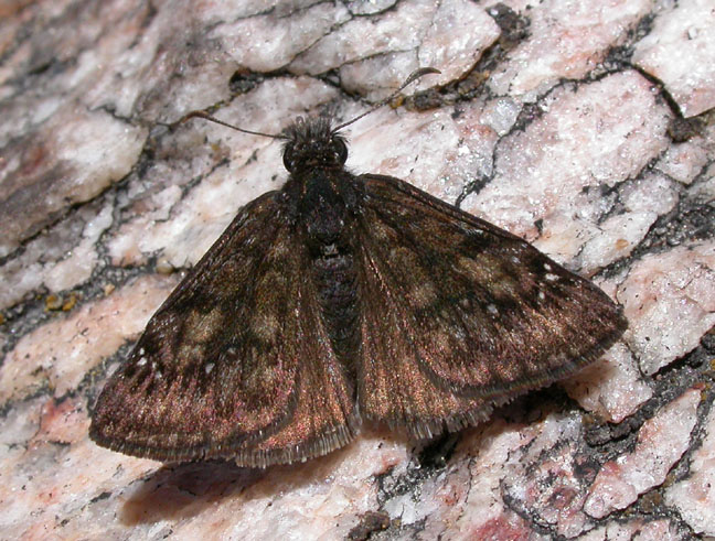 Pacuvius Duskywing