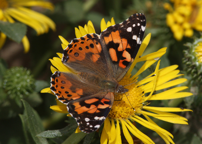 Painted Lady