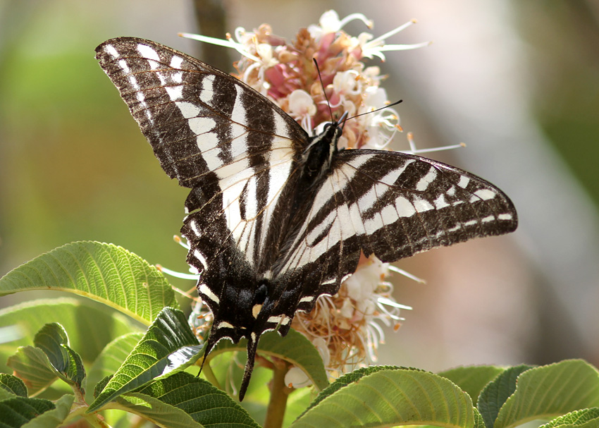 Pale Swallowtail