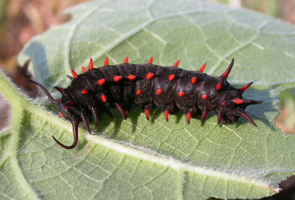 Pipevine Swallowtail