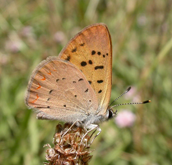 Purplish Copper