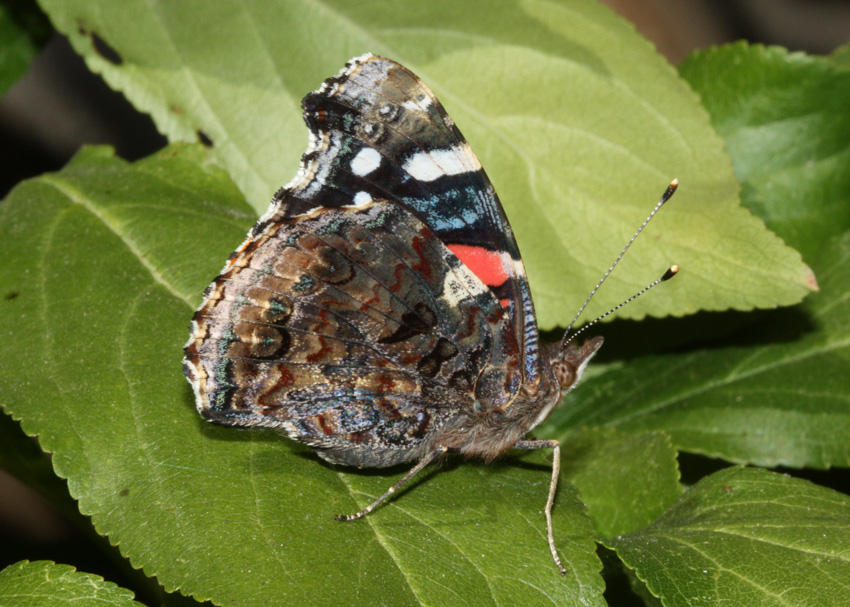 Red Admiral