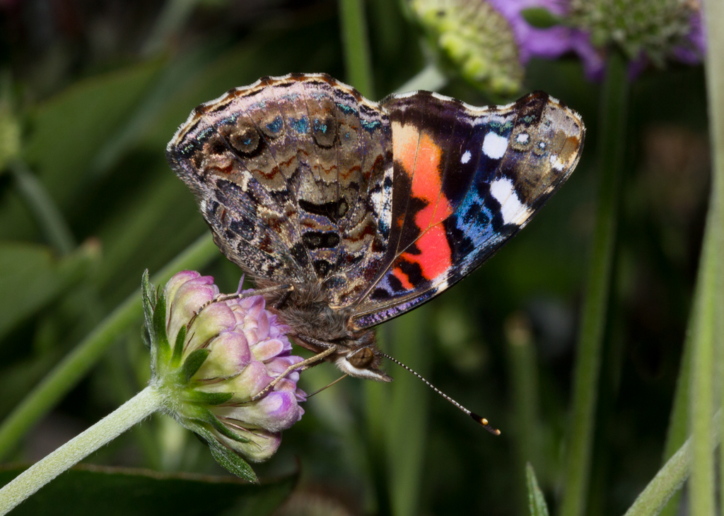 Red Admiral