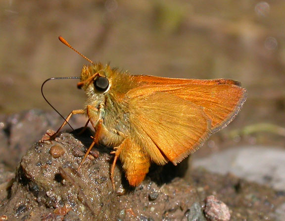 Rural Skipper