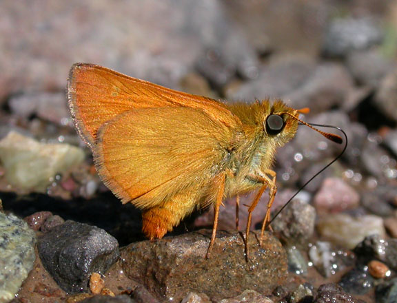 Rural Skipper