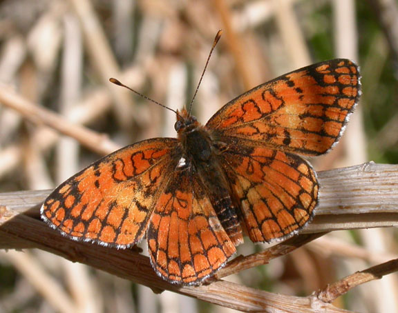 Sagebrush Checkerspot