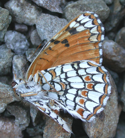 Sagebrush Checkerspot