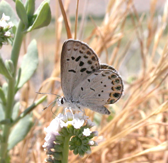 San Emigdio Blue