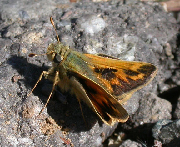 Sandhill Skipper