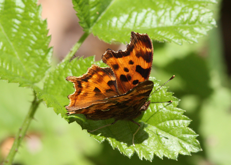 Satyr Comma