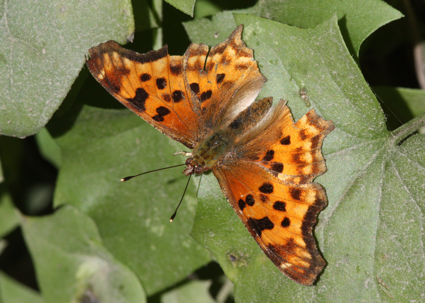 Satyr Comma