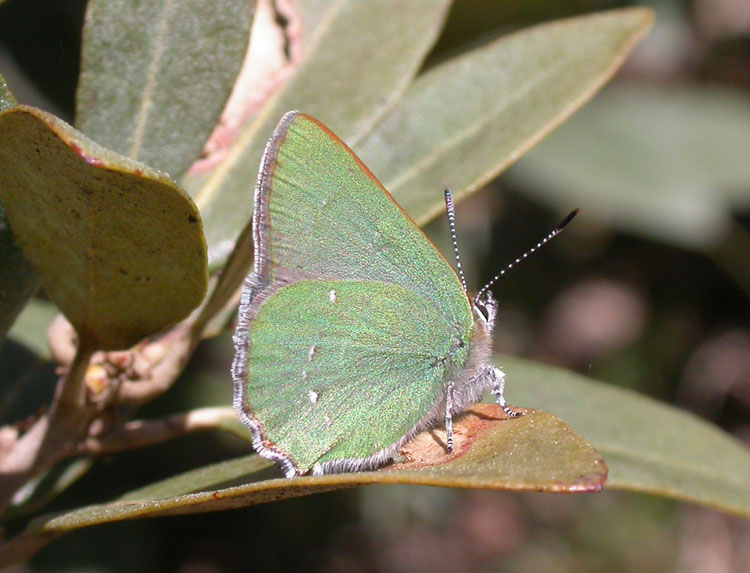 Sheridan's Hairstreak