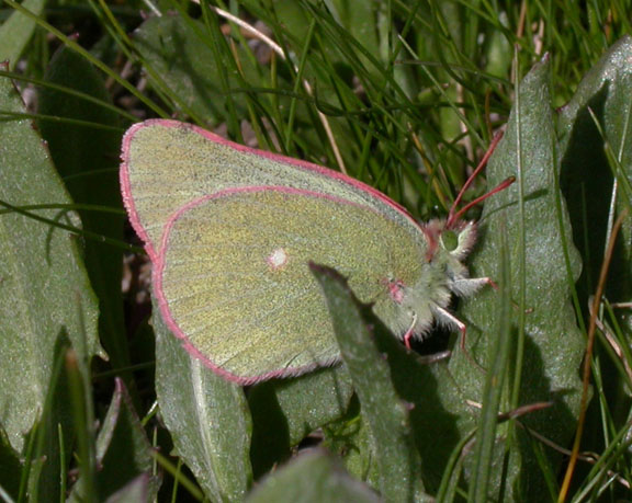 Sierra Sulphur
