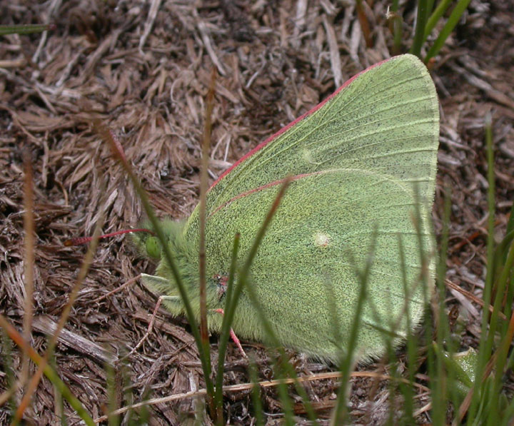 Sierra Sulphur